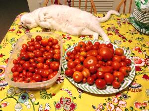 Ollie and tomatoes